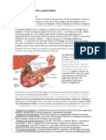 Fisiologia - Digestivo III - Secrecion intestinal y pancreatica.doc