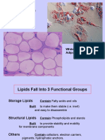 Lipids: White Fat: Adipocytes