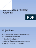 Cardiovascular System Anatomy