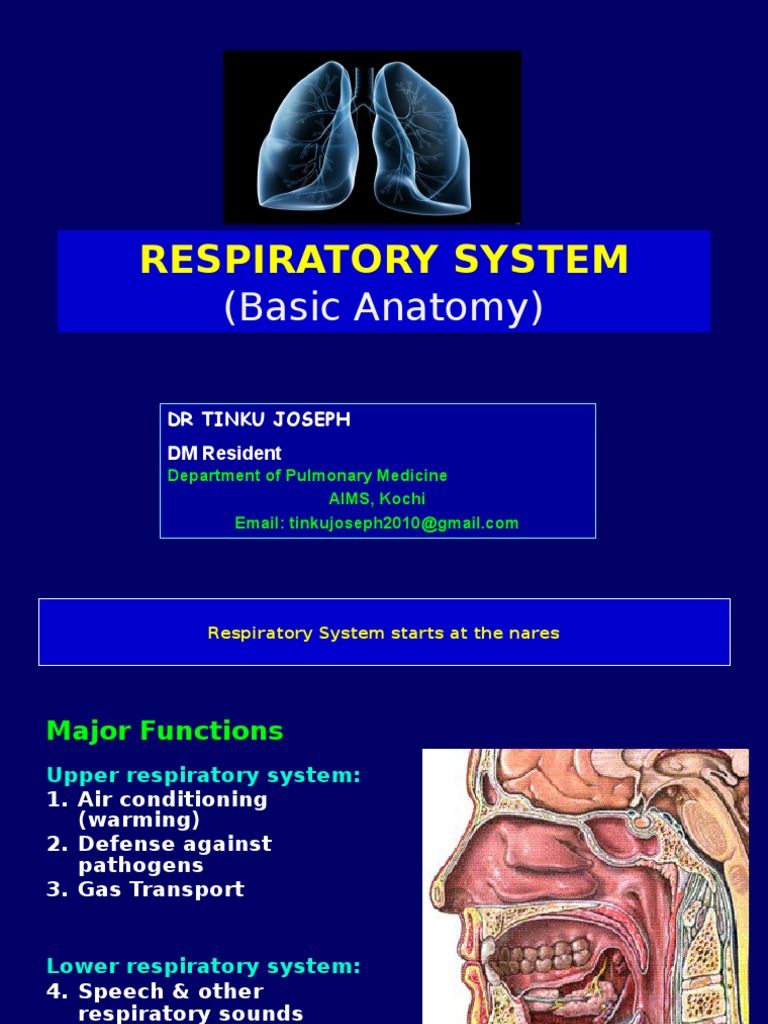 Anatomy of the Respiratory System | PDF | Respiratory Tract | Lung
