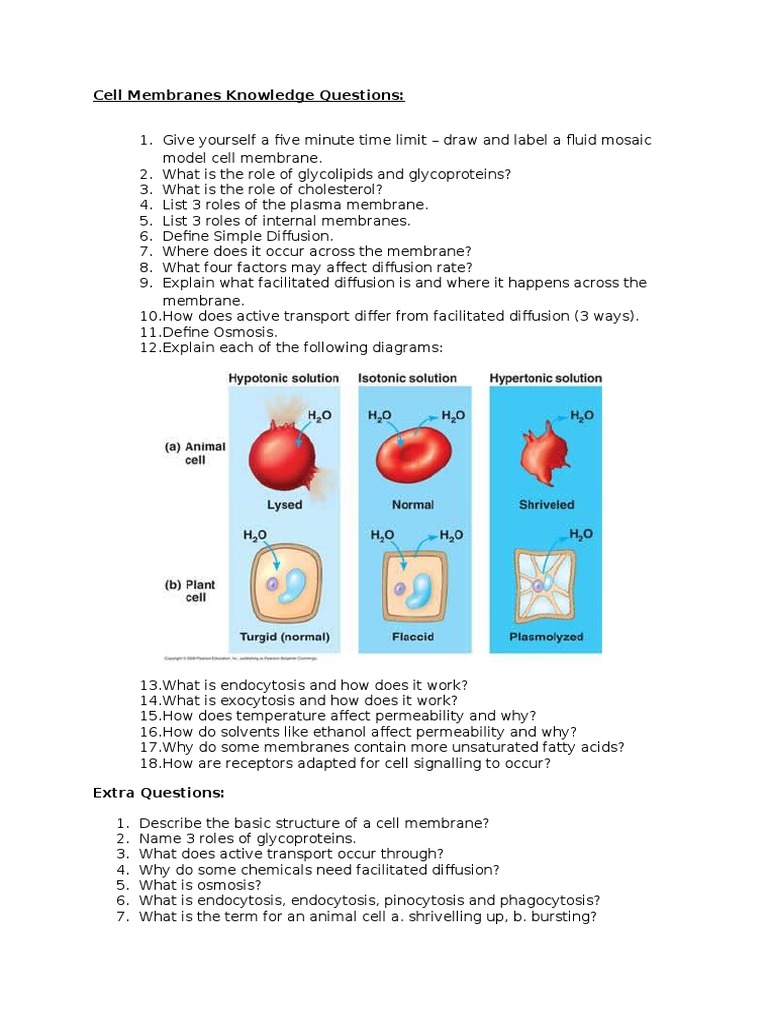Cell Membrane Functions & Processes | PDF | Career & Growth | Wellness