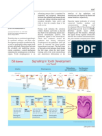 Epithelial-Mesenchymal Signalling Regulating Tooth Morphogenesis