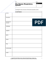 Complete The Chart Below Describing The Various Structures of The Human Respiratory System