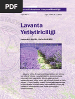 Lavanta Yetiştiriciliği