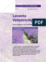 Lavanta Yetiştiriciliği