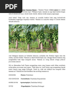 Download Klasifikasi Dan Morfologi Tanaman Pepaya by Haedar Fachri SN332515341 doc pdf