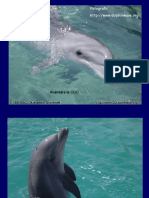 Totul despre delfini - pps