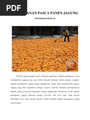 Penanganan Pasca Panen Jagung Pdf
