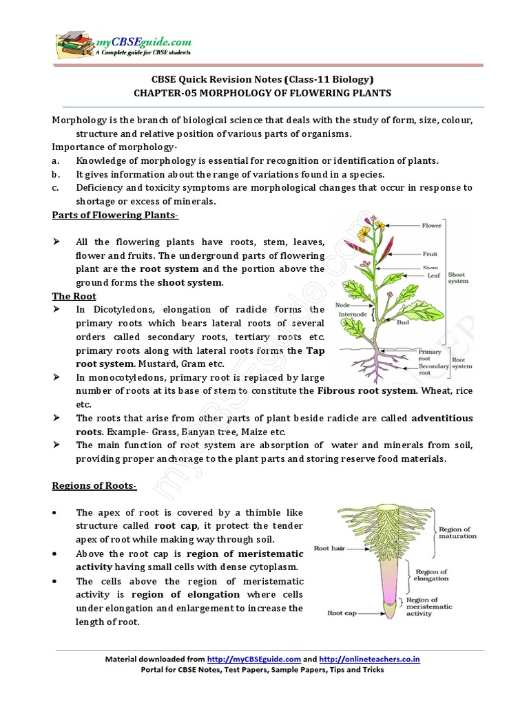 plant biology research questions