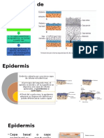 Dermatologia