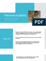 Parvovirus Caninos