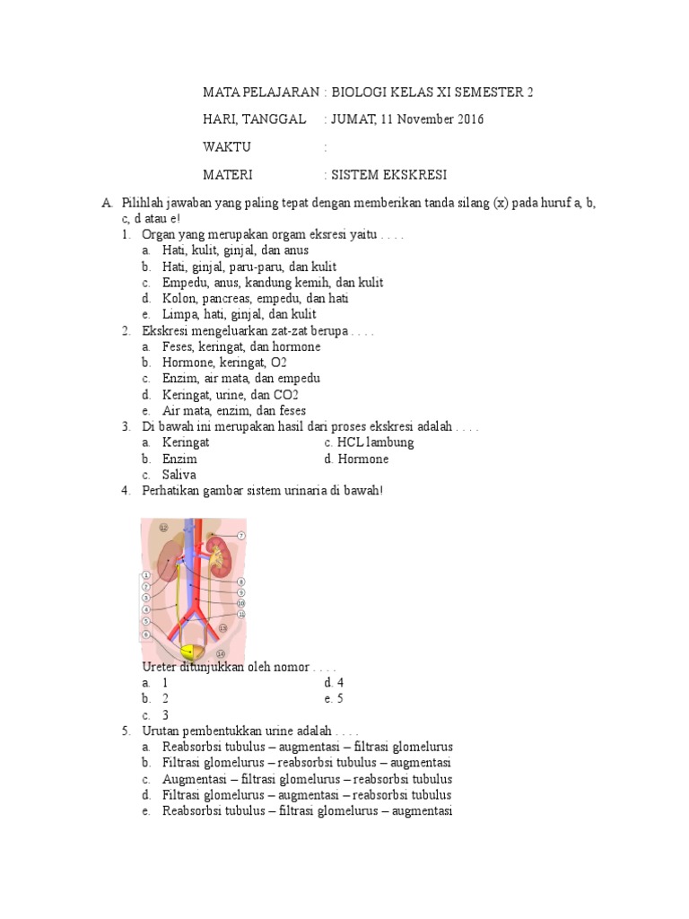Soal Dan Jawaban Biologi Kelas Xi Semester 2 Sistem Ekskresi