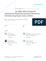 Inhibition of Raf-MEK-ERK and Hypoxia Pathways by Phyllanthus Prevents Metastasis in Human Lung (A549) Cancer Cell Line
