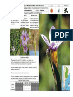 Sisyrinchium Platense PDF