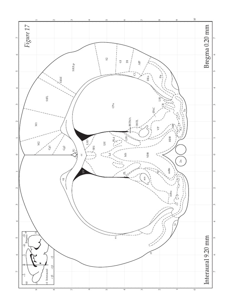 Rat Brain Atlas PDF Temporal Lobe Cerebral Cortex