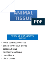 Animal Tissue