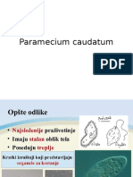Paramecium Caudatum LV 7