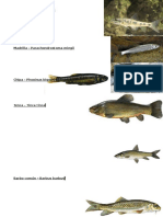 Identificacion de Pesca