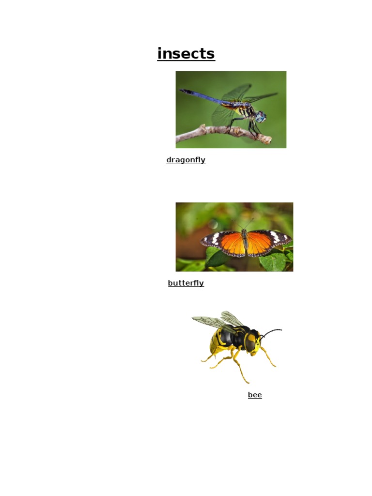 Insect 1 | PDF
