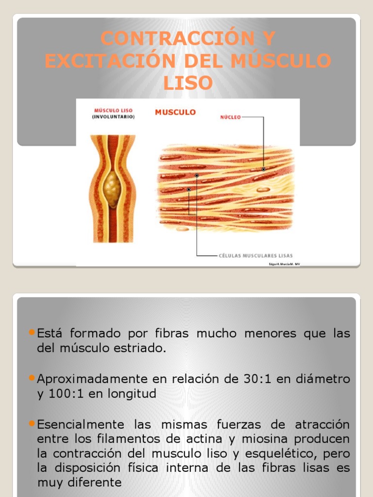 Contracción y Excitación del Músculo Liso | PDF | Contracción muscular ...