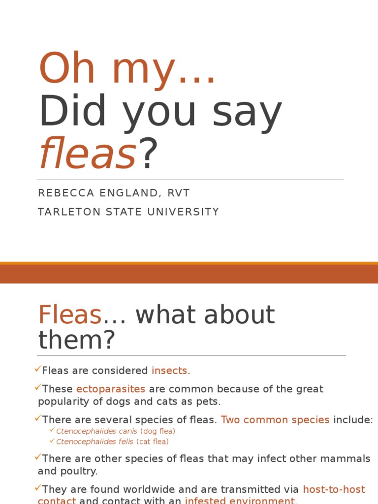 Fleas | PDF | Medical Specialties | Medicine