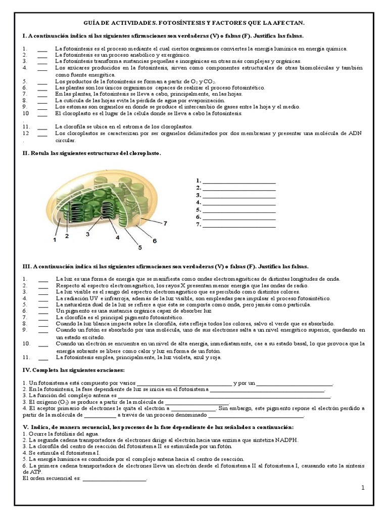 Guía de Fotosíntesis y Factores Clave | PDF | Fotosíntesis | Cloroplasto