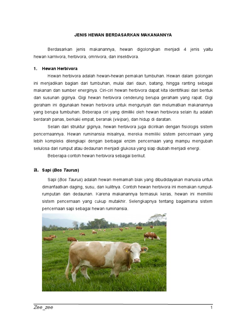 640 Koleksi Gambar Hewan Sapi Dan Makanannya Hd Gambar Hewan