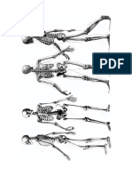 Anatomía - Ilustración II
