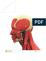 Anatomía - Ilustración V - Cabeza