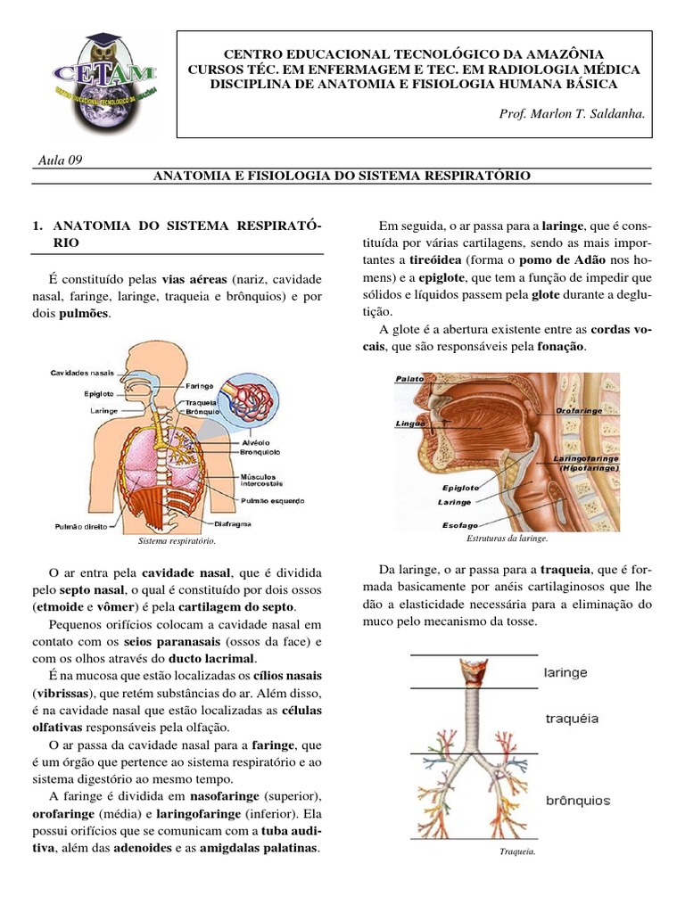 Aula 9 Anatomia E Fisiologia Do Sistema Respiratório Pdf Pulmão
