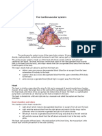 The Cardiovascular System