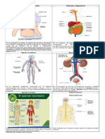 Aparatos y Sistemas Del Cuerpo Humanoo