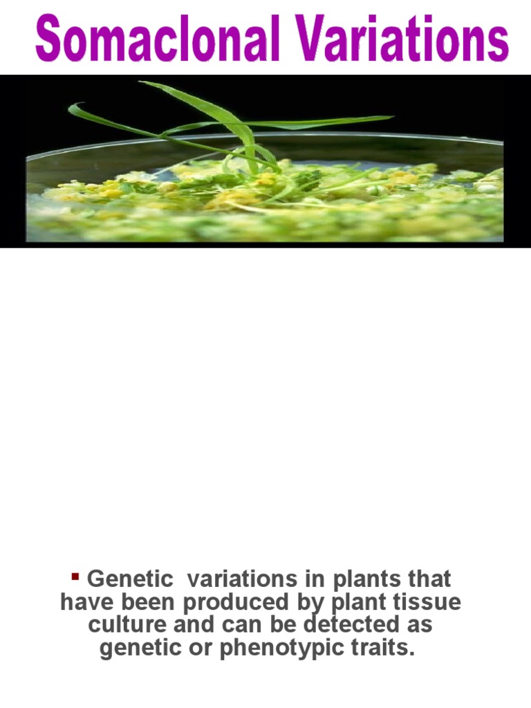 Somaclonal Variation | PDF | Mutation | Genetics