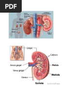 Gambar - Gambar Ginjal