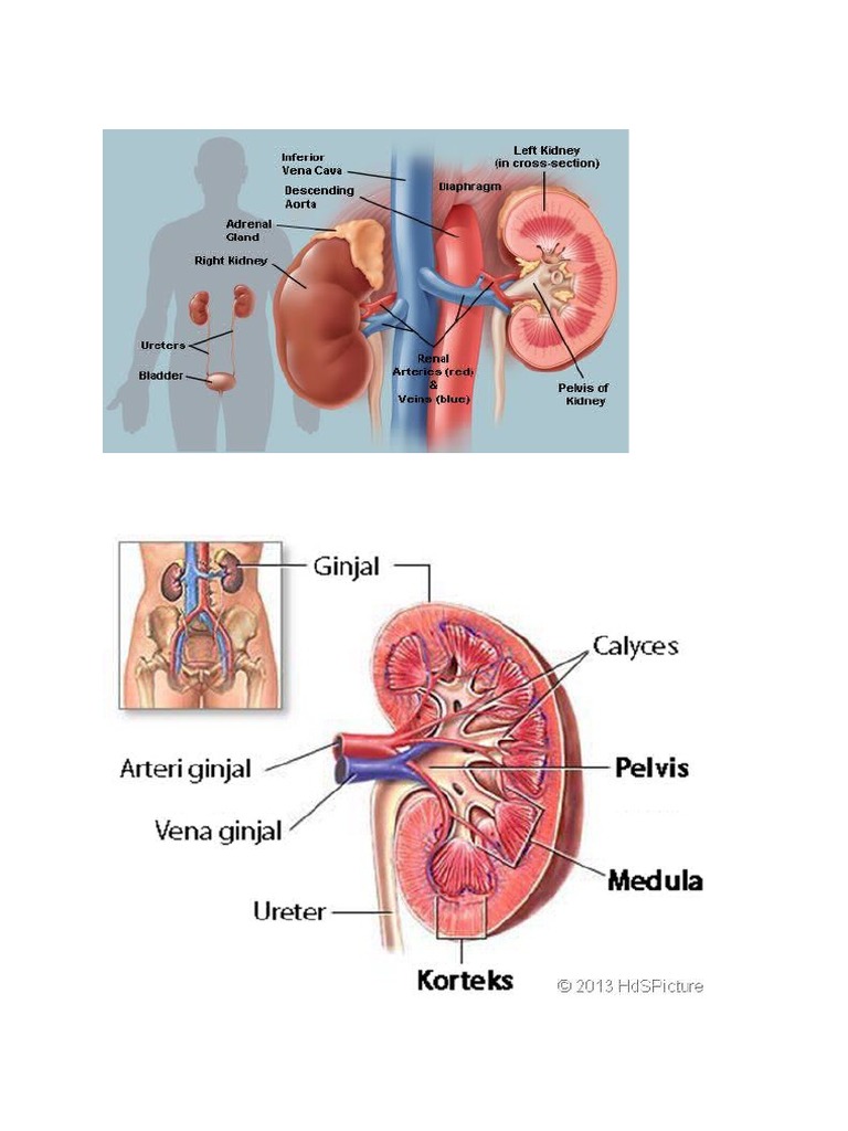 Unduh 50 Koleksi Gambar Ginjal Beserta Bagian Bagianya Keren Gratis