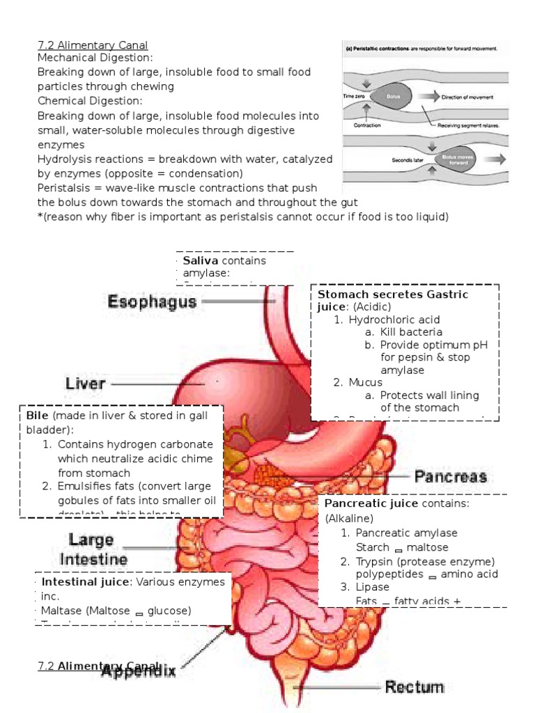 7.4ChemicalDigestion.docx Digestion Stomach