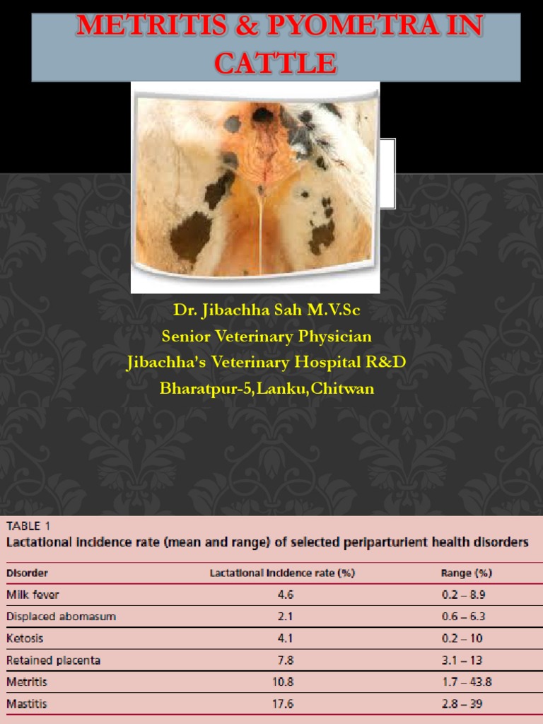 Pyometra& Endometritis in Cattle | PDF | Uterus | Human Reproduction