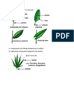 Compound Leaf: Blade Divided Into Leaflets A. Palmately Compound (Digitate) : No Rachis