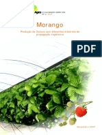 Morango Producao de Outono Com Diferentes Materiais de Propagaçao Vegetativa