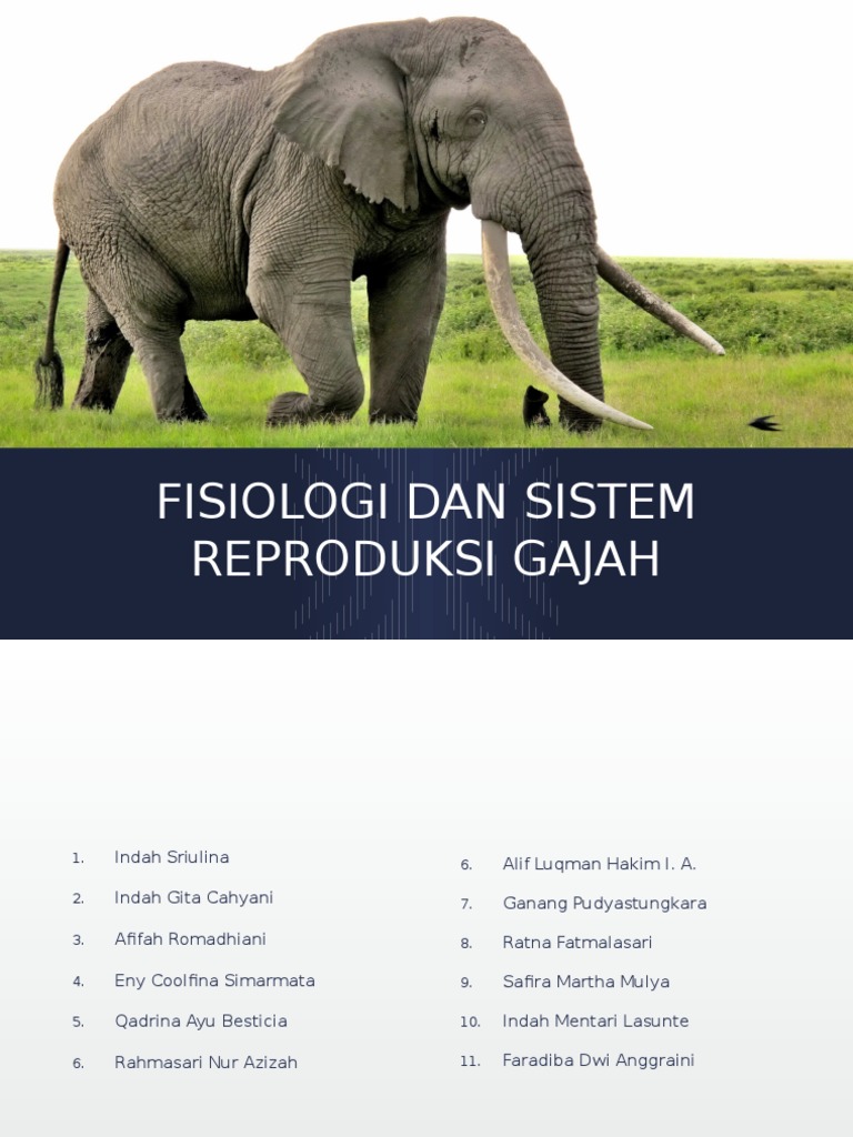 Fisiologi Dan Sistem Reproduksi Gajah