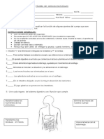 Prueba Sistema Digestivo