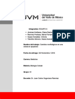 Apoptosis Cambios Morfológicos