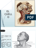 Anatomia CueLlo