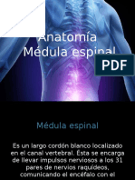 Médula espinal anatomía protección estructuras nerviosas