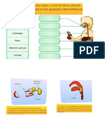 El Aparato Digestivo