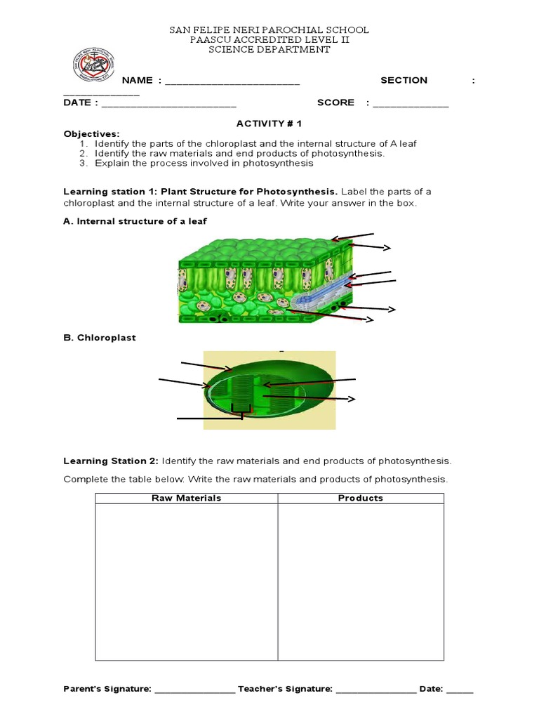 activity sheet photosynthesis Photosynthesis Chloroplast