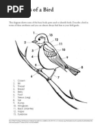 Bird Diagram