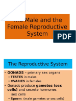 The Male and The Female Reproductive System