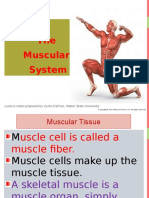 Muscular Ppt