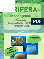 Porifera 